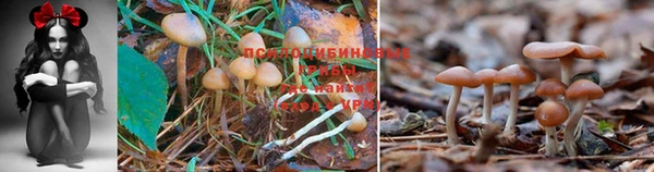 герыч Липки